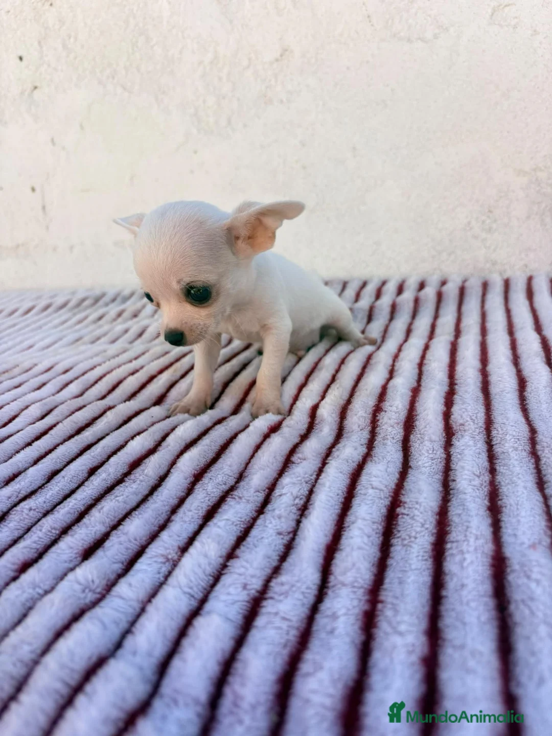 Chihuahua perros en venta: Chihuahua - Anuncio 1