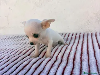 Chihuahua perros Chihuahua - Anuncio 3
