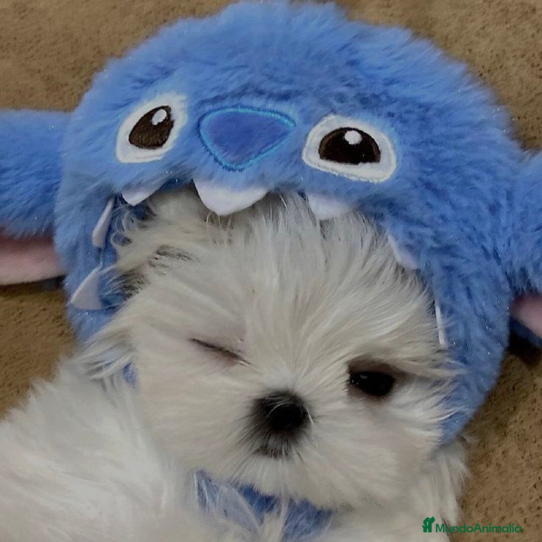Bichón Maltés perros en venta: BICHON MALTES - Imagen 1