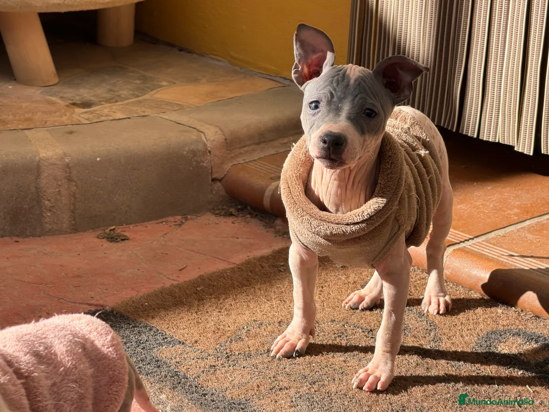 Otras razas perros en venta: American hairless terrier  - Anuncio 1