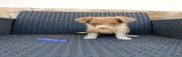 Border Collie perros en venta: Borde collie - Anuncio 11