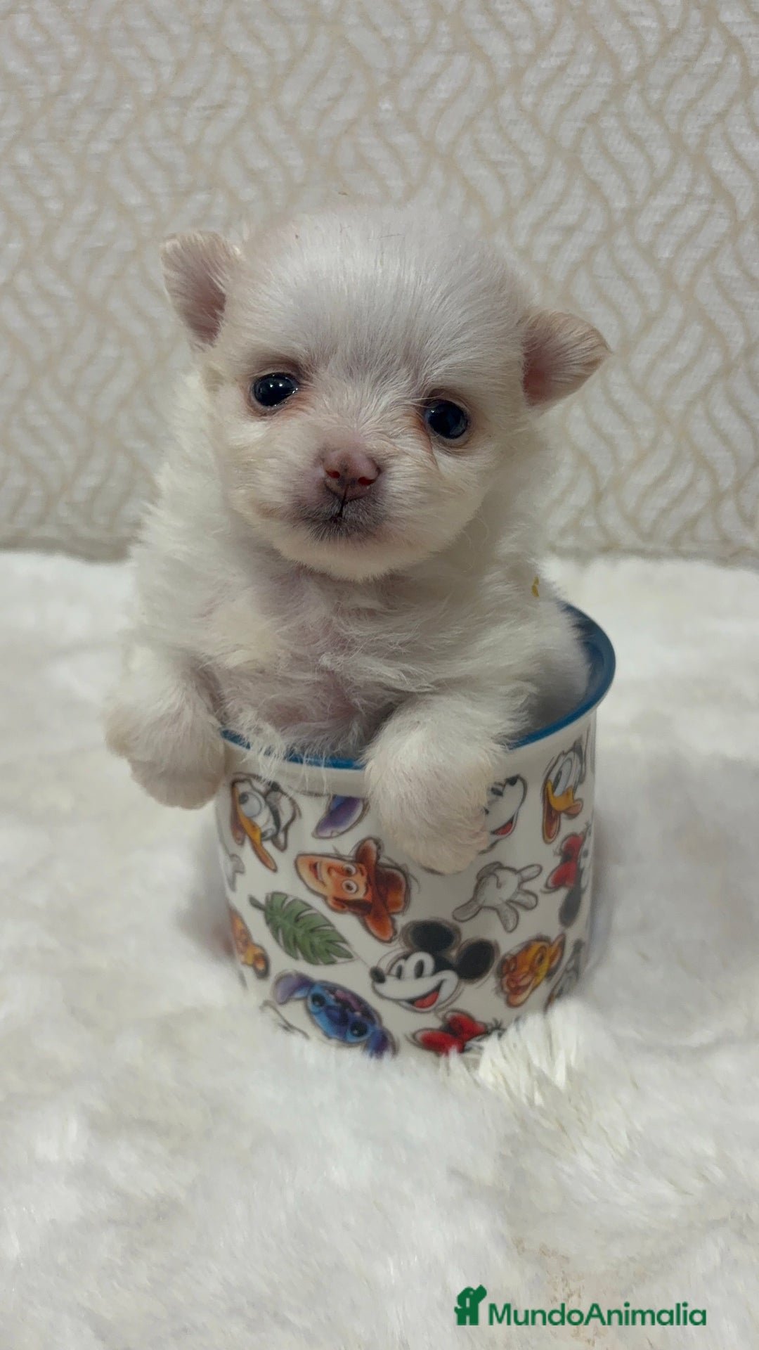 Pomerania perros en venta: Lulu Pomerania Toy hembra naranja blanca  - Anuncio 1