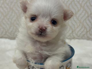 Pomerania perros Lulu Pomerania Toy hembra naranja blanca - Anuncio 6