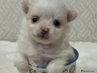 Pomerania perros Lulu Pomerania Toy hembra naranja blanca - Anuncio 4