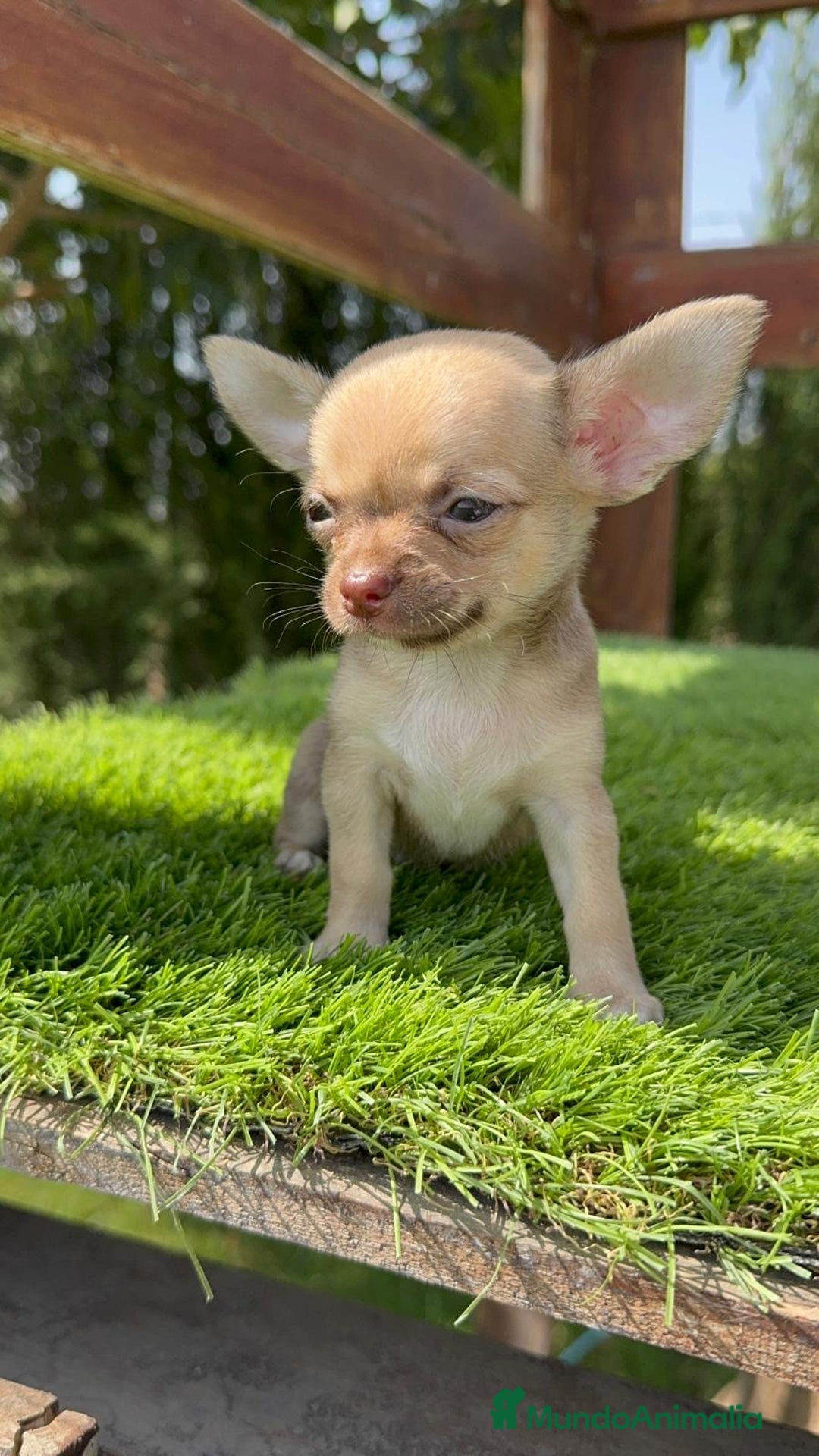 Chihuahua perros en venta: CHIHUAHUA MACHO - Imagen 4