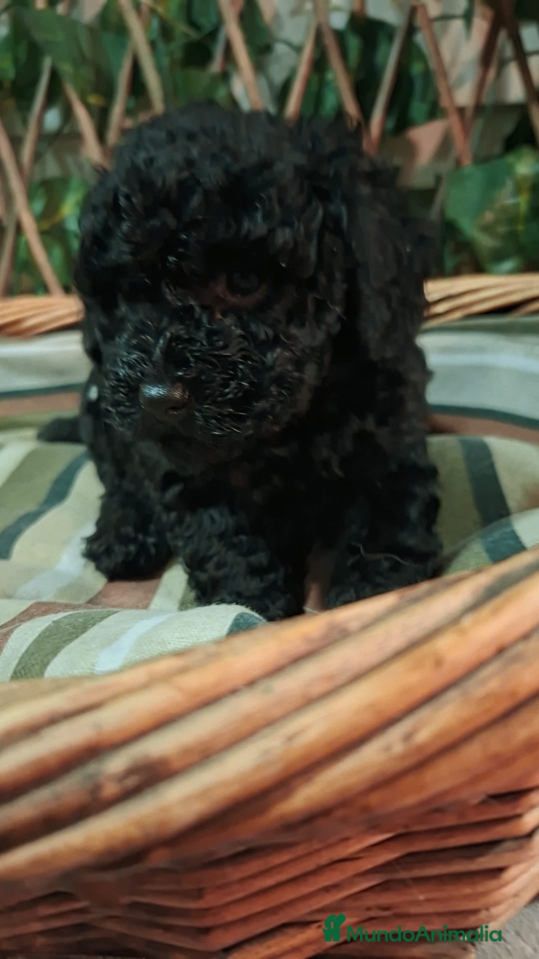 Caniche Toy perros en venta: Hembra negra  - Anuncio 4