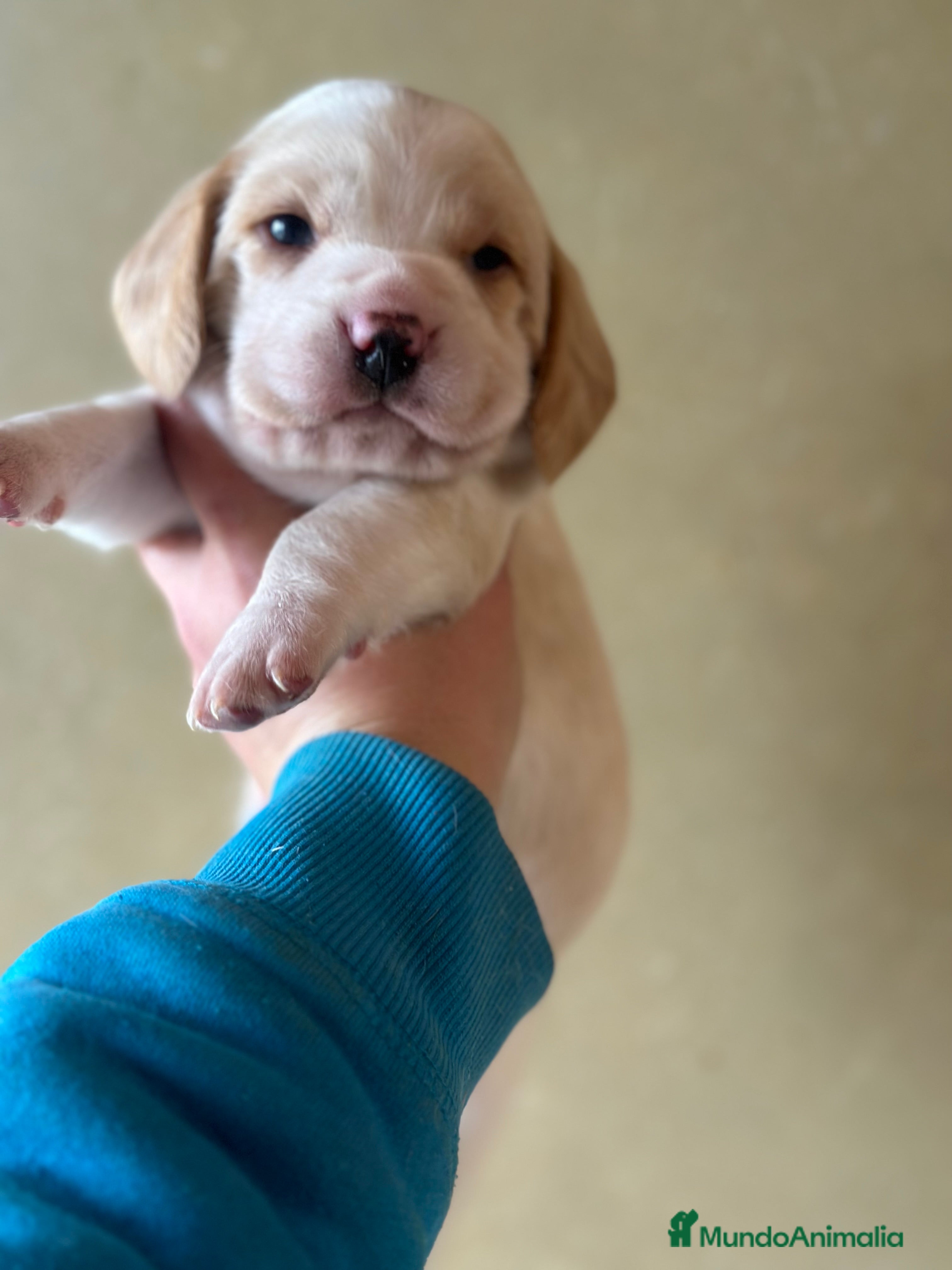 Beagle perros BEAGLE INGLÉS BICOLOR LEMON  en Barcelona - Anuncio 6