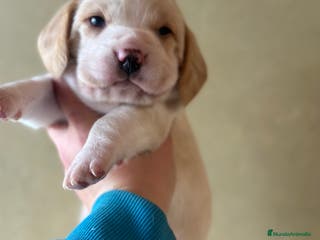 Beagle perros BEAGLE INGLÉS BICOLOR LEMON en Barcelona - Anuncio 11