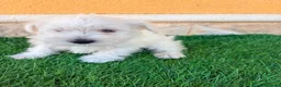 Schnauzer Miniatura perros en venta: Schnauzer miniatura blanco - Anuncio 9