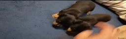Pinscher Miniatura perros en venta: Pinscher miniatura  en Barcelona - Anuncio 6