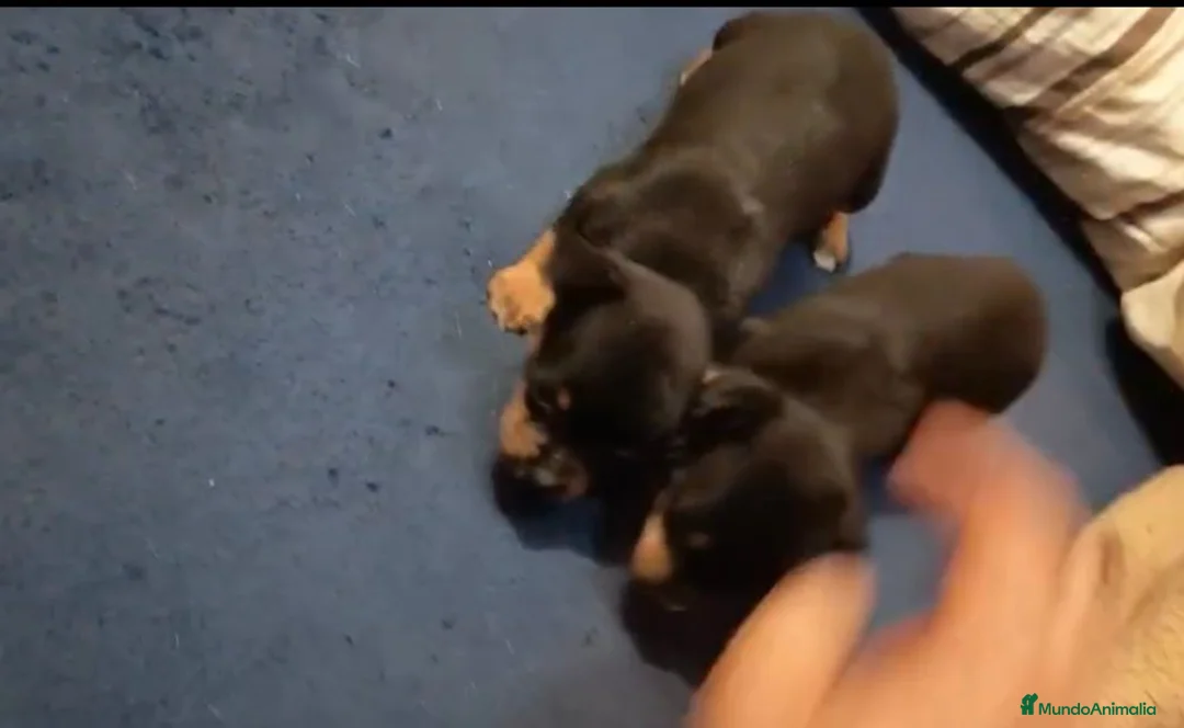 Pinscher Miniatura perros en venta: Pinscher miniatura  en Barcelona - Anuncio 6