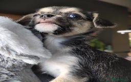 Raza Mixta perros en venta: Cachorro Toy  - Anuncio 3