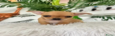 Chihuahua 1