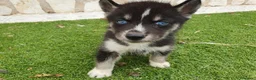 Husky Siberiano perros en venta: Husky Jet Black y Agouti EXÓTICOS - Anuncio 15