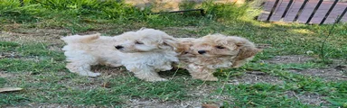 Maltipoo 1
