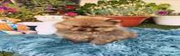 Pomerania perros en venta: Impresionantes pomeranias - Anuncio 5