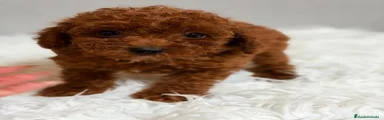 Caniche Enano 5