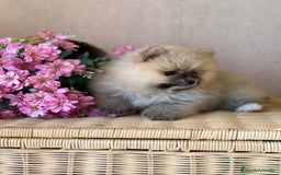 Pomerania perros en venta: Pomerania disponible fotos actuales!! - Imagen 4