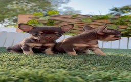 Chihuahua perros en venta: CHIHUAHUA CHOCOLATE & TAN - Imagen 22