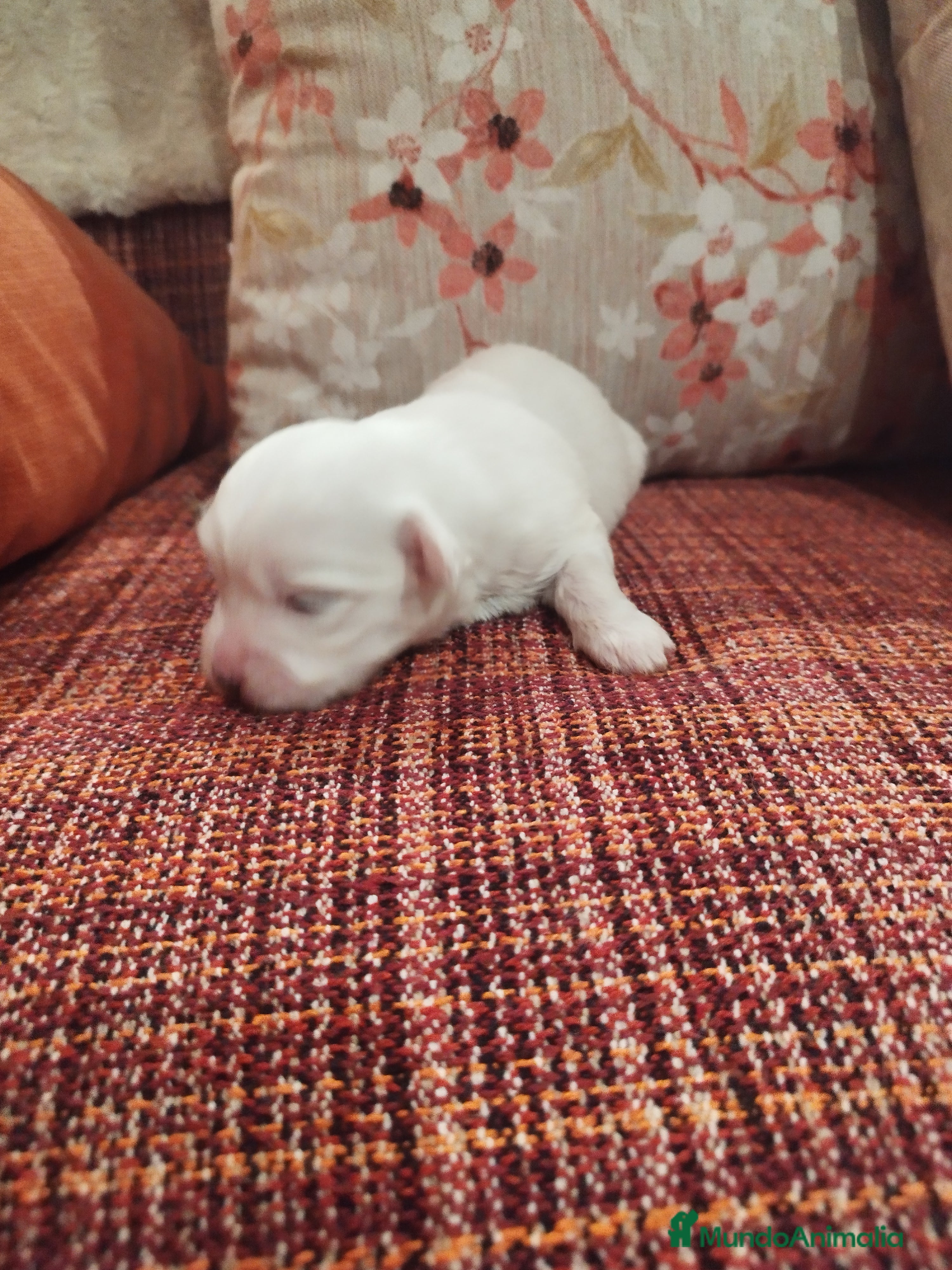 Bichón Maltés perros Machitos y hembra disponible  - Anuncio 6