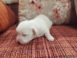 Bichón Maltés perros Machitos y hembra disponible - Anuncio 7