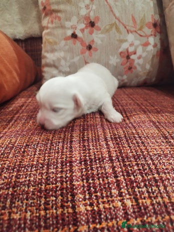 Bichón Maltés perros Machitos y hembra disponible - Anuncio 16