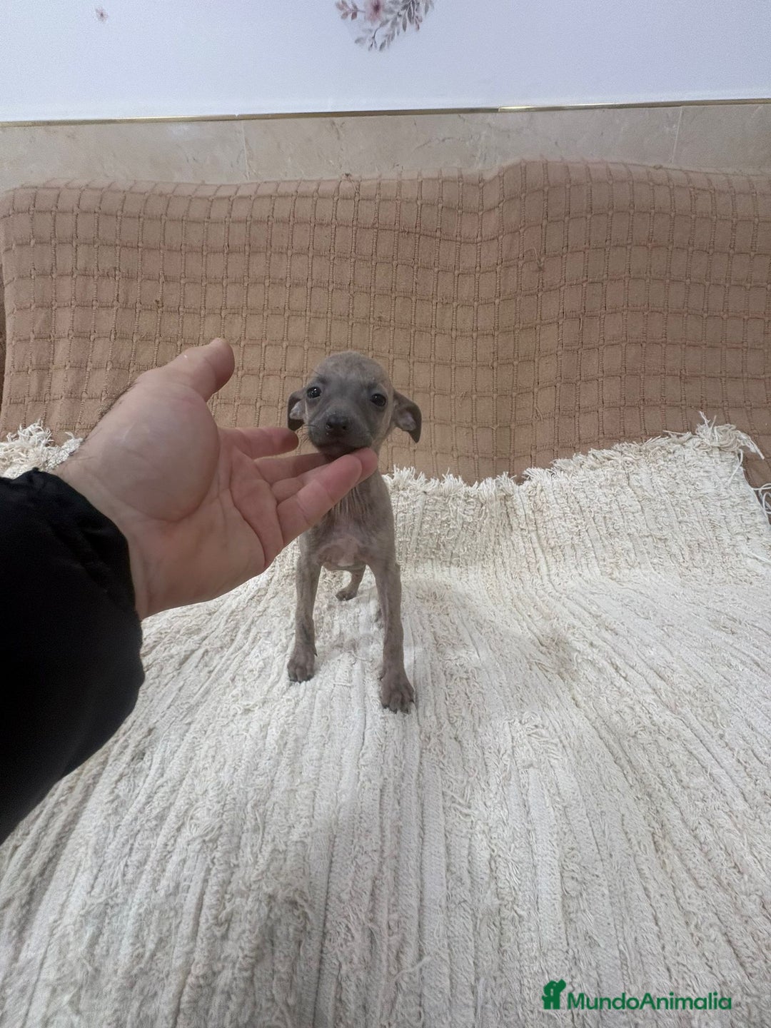 Whippet perros en venta: Whippet blue verdino - Anuncio 5