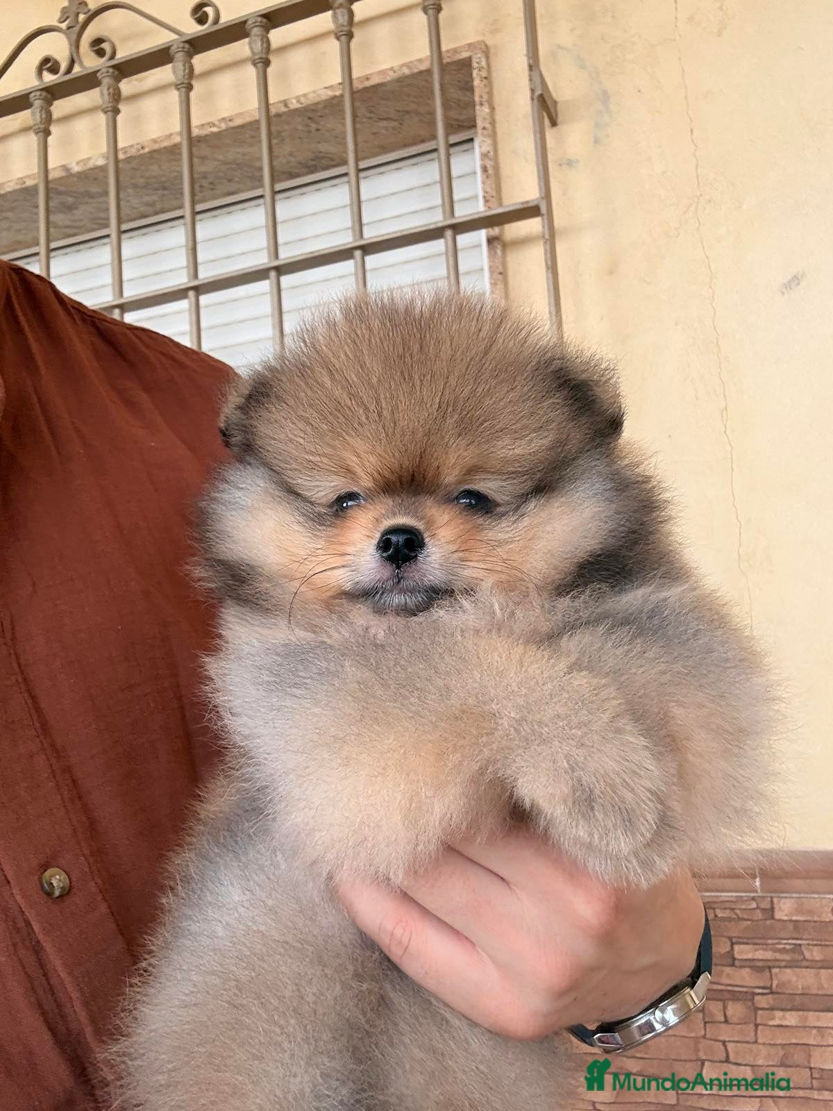 Pomerania perros Dos preciosas hembras Pomerania color sable - Anuncio 2