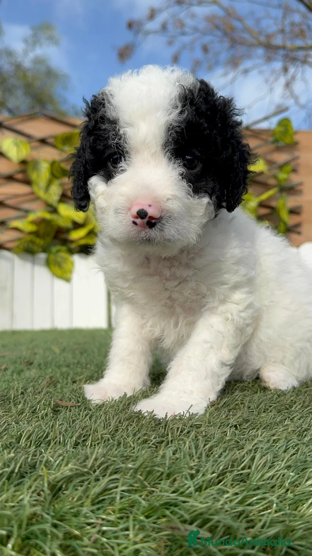 Perro de Agua Español perros en venta: PERRO DE AGUA HEMBRA - Anuncio 13