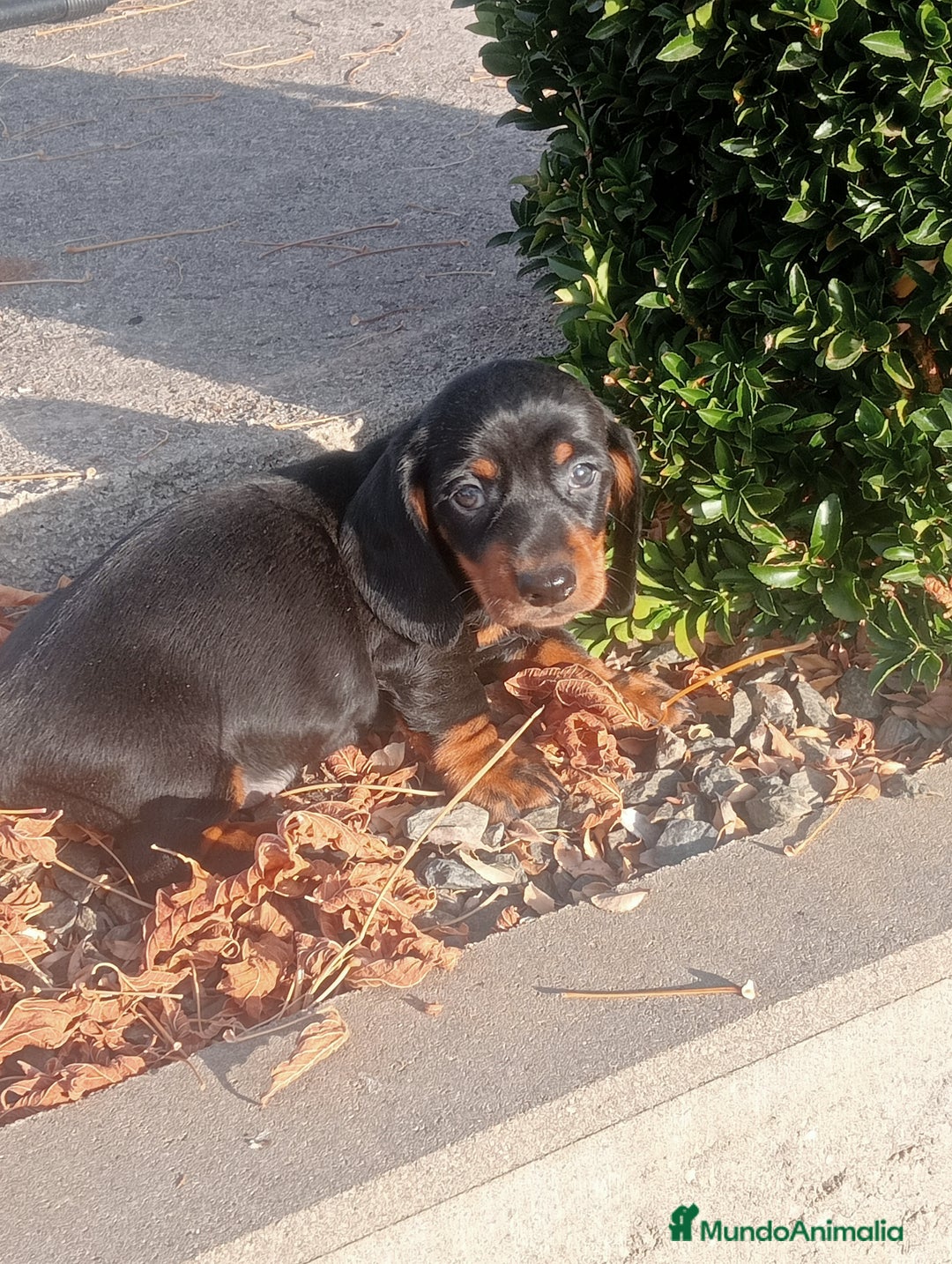 Teckel Miniatura perros en venta: Cachorros de teckel mini  - Imagen 4