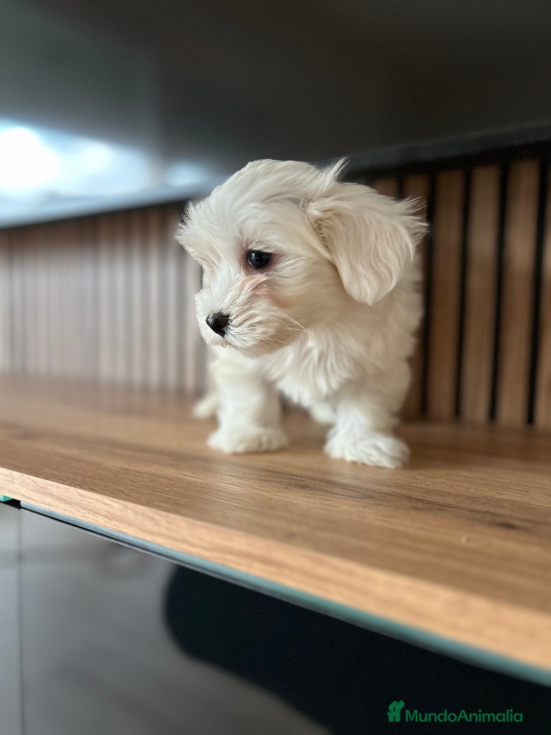 Bichón Maltés perros en venta: Bichon maltés  - Imagen 3