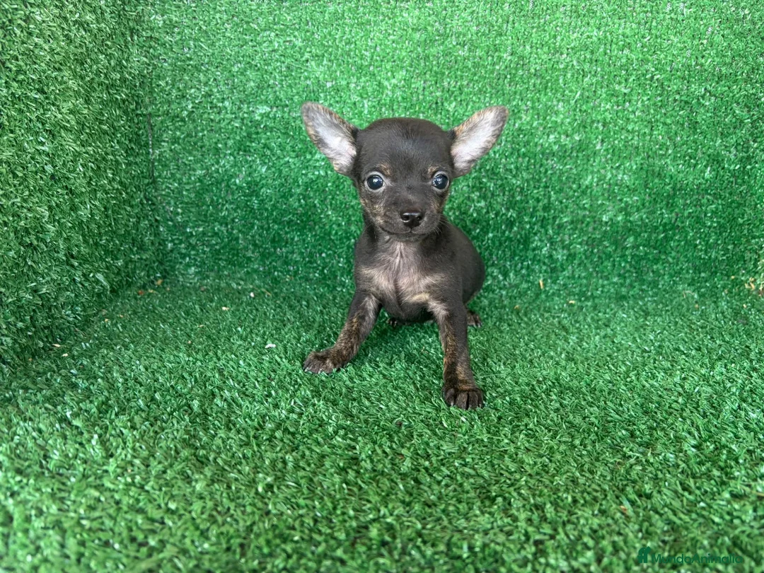 Chihuahua perros en venta: chihuahua - Anuncio 1