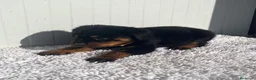 Rottweiler perros en venta:  Rottweiler  en Sevilla - Anuncio 6