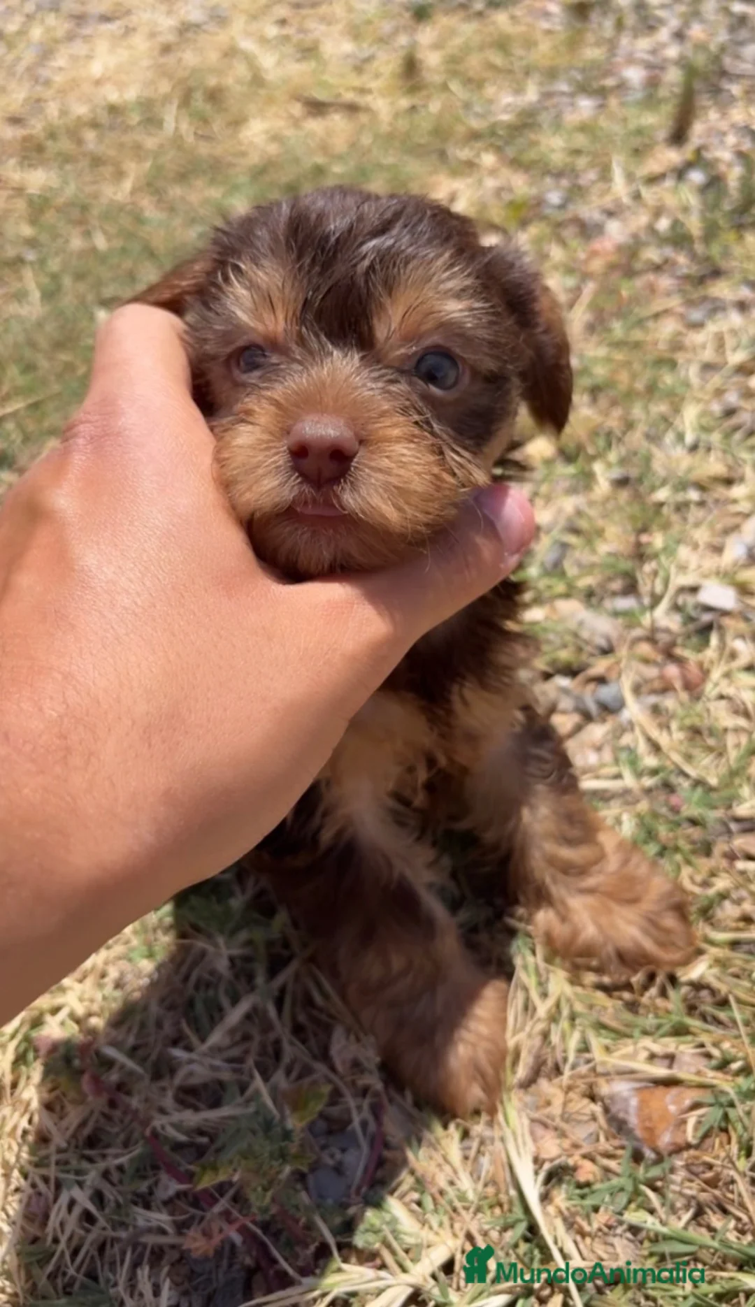 Yorkshire Terrier perros en venta: YORKSHIRE CACHORROS EXOTICOS - Anuncio 2