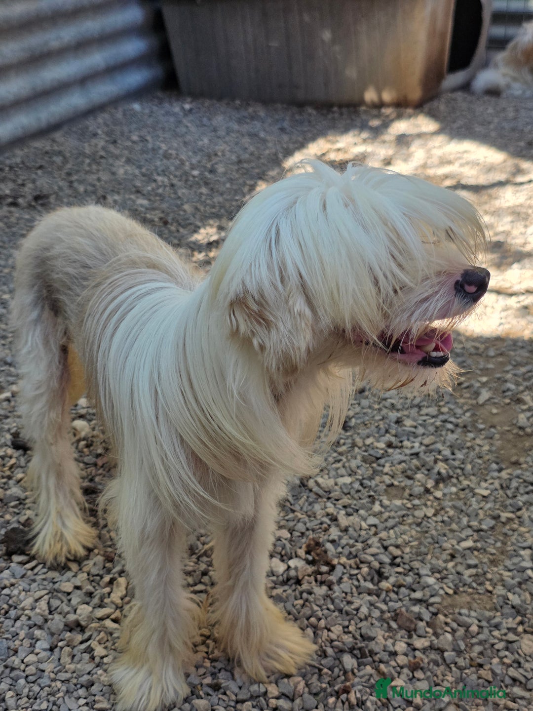 Perro Crestado Chino perros en venta: Crestado chino joven  - Anuncio 3