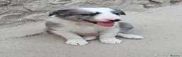 Border Collie perros en venta: Cachorros de border collie - Anuncio 15