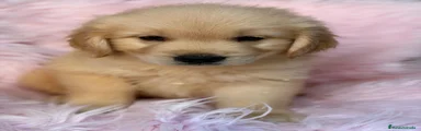 Golden Retriever 4