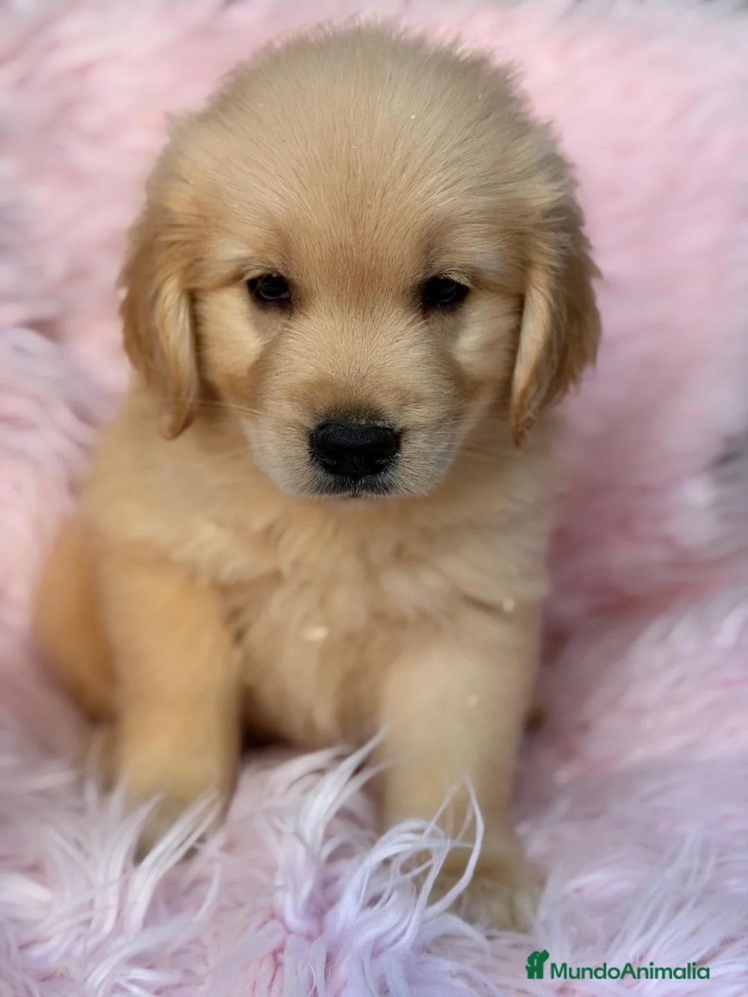 Golden Retriever perros en venta: Camada golden retriever  - Anuncio 11