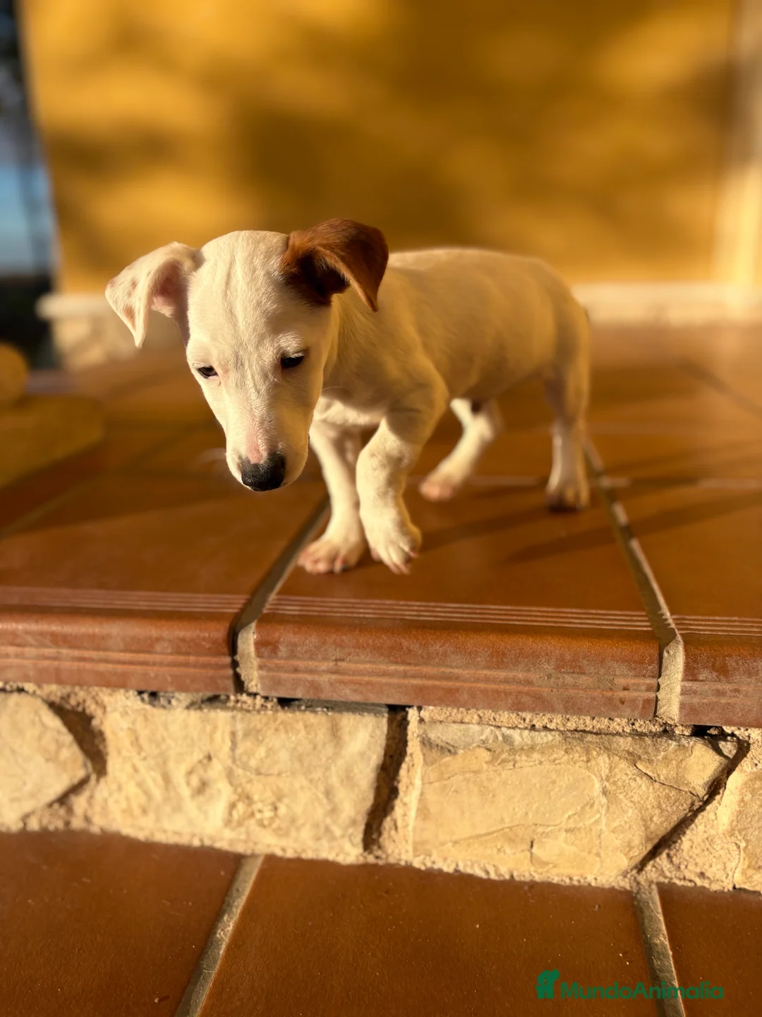 Jack Russell Terrier perros en venta: Cachorro macho de Jack Russell  - Anuncio 23