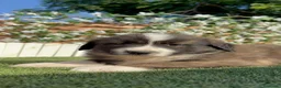 Mastín Español perros en venta: CAMADA MASTIN ESPAÑOL - Anuncio 20