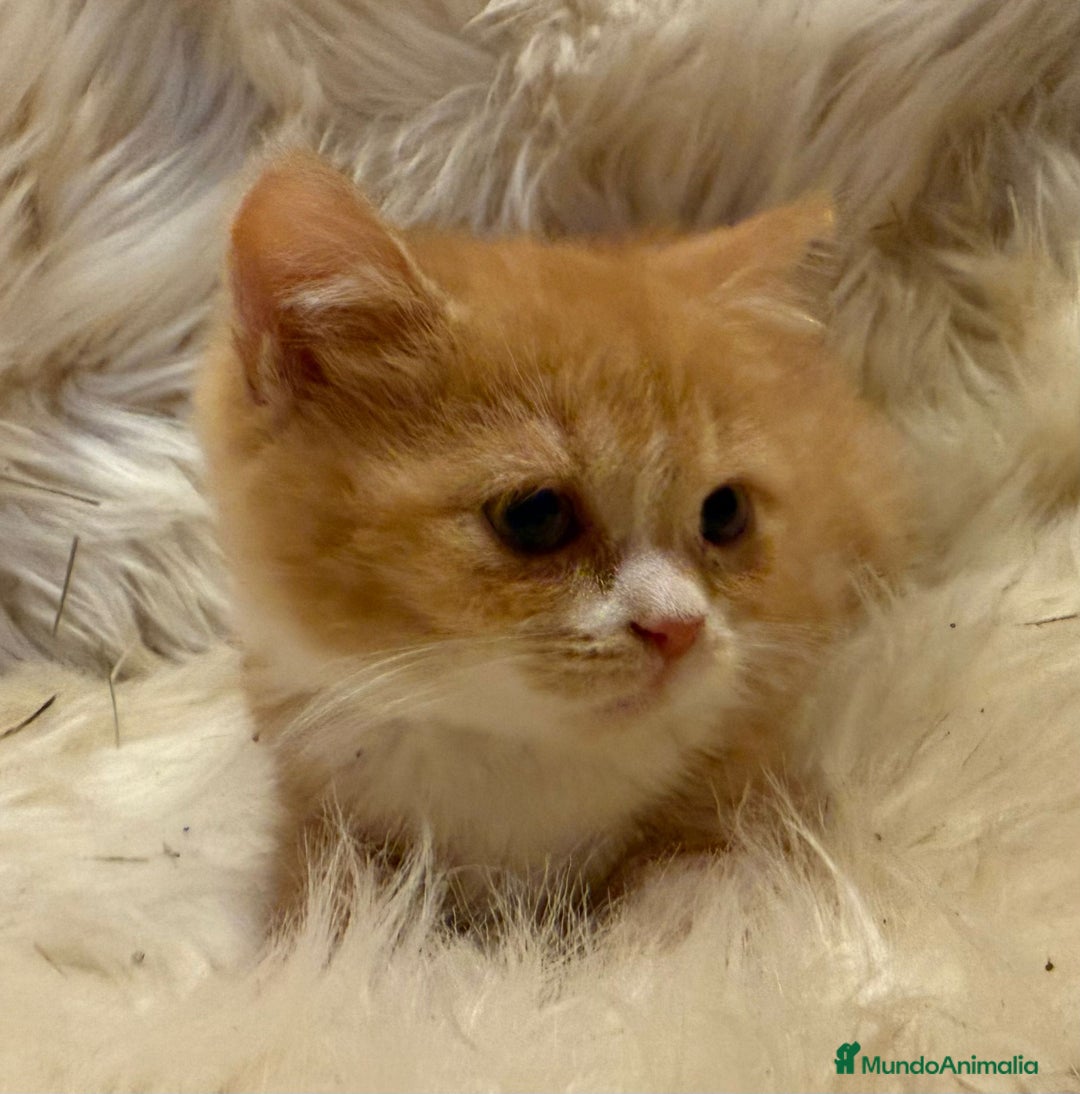 Británico de Pelo Corto gatos en venta: Hembra British Bicolor - Anuncio 10