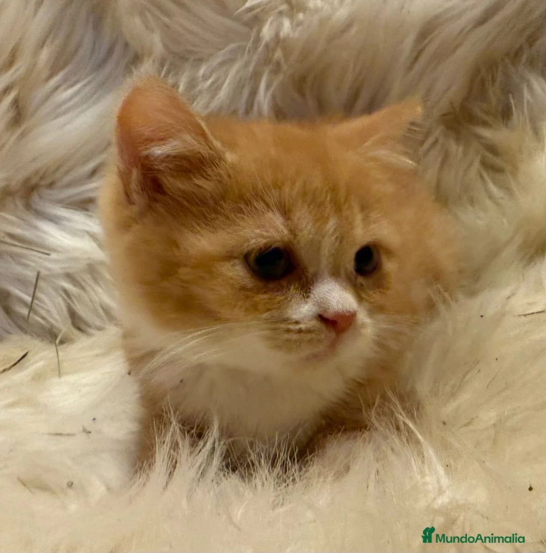 Británico de Pelo Corto gatos en venta: Hembra British Bicolor - Anuncio 10