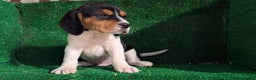 Beagle perros en venta: Beagle - Anuncio 8