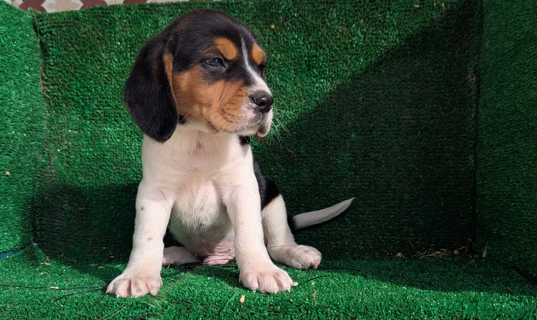Beagle perros en venta: Beagle - Anuncio 8