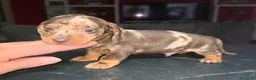 Teckel Miniatura perros en venta: Teckel kaninchen  - Anuncio 2