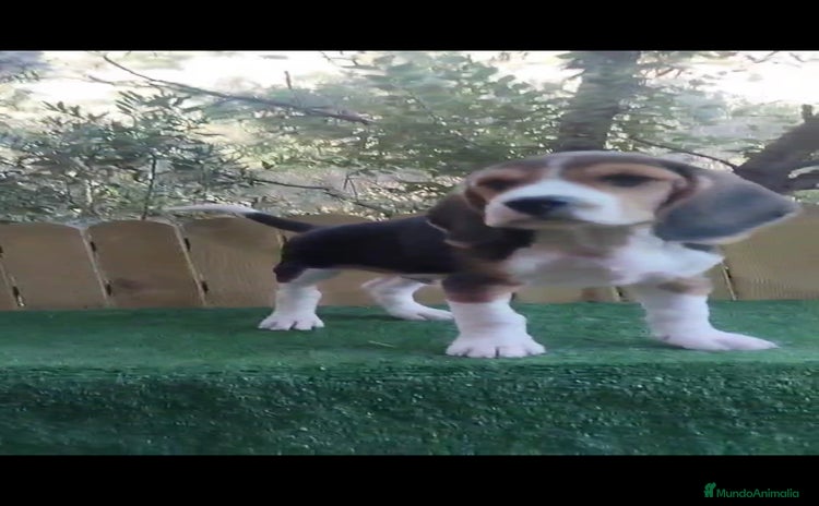 Beagle perros - Anuncio 1
