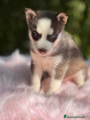 Husky Siberiano Cachorro 8