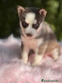 Husky Siberiano Cachorro 8