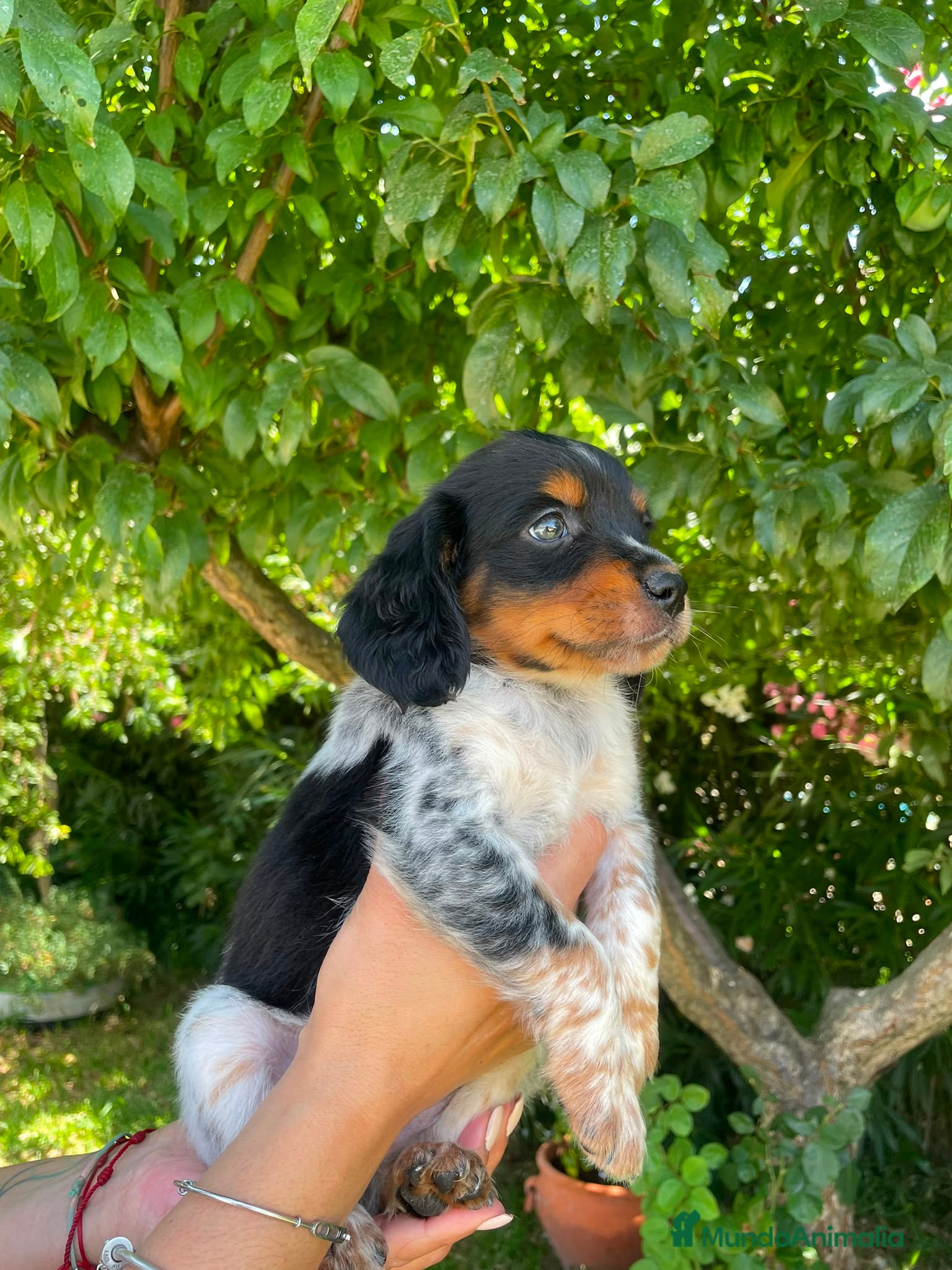 Épagneul Breton perros Spaniel Bretón  - Anuncio 1
