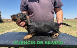 Teckel Miniatura perros en venta: Camada de Teckel - Imagen 5